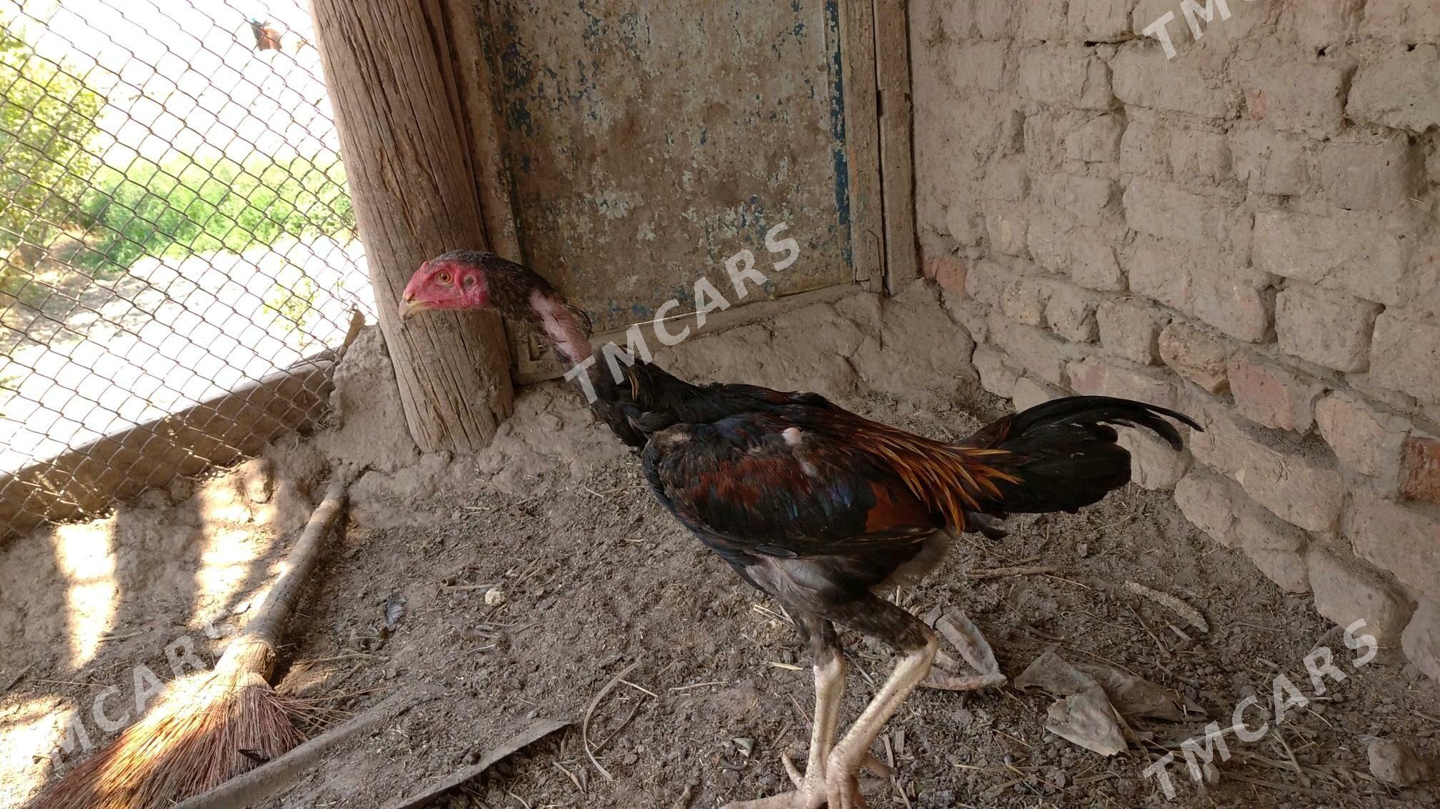 zatatska - Şabat etr. - img 2
