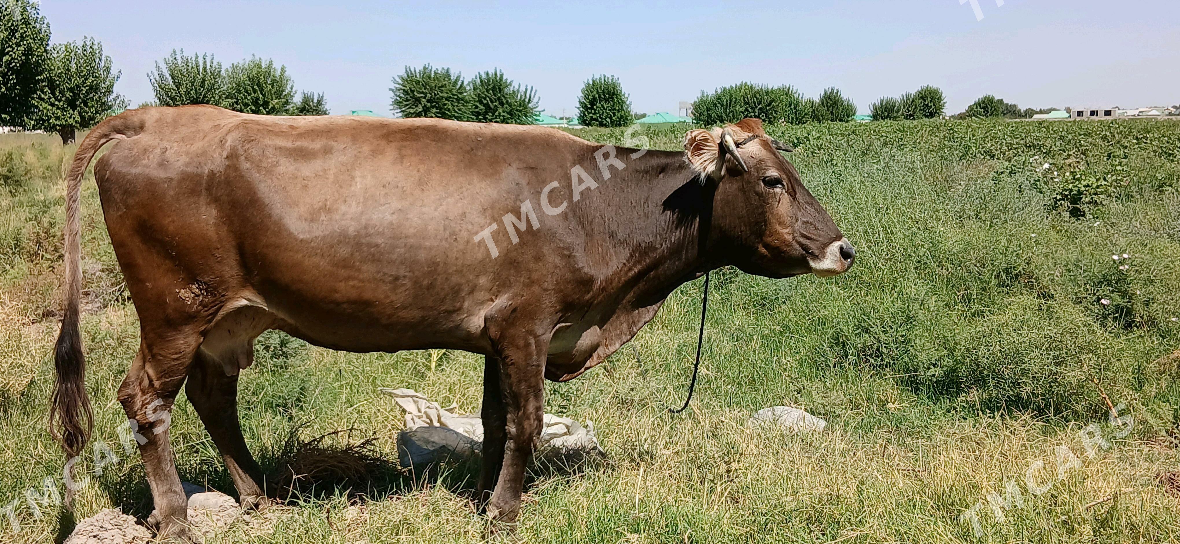SYGYR - Гёкдепе - img 2