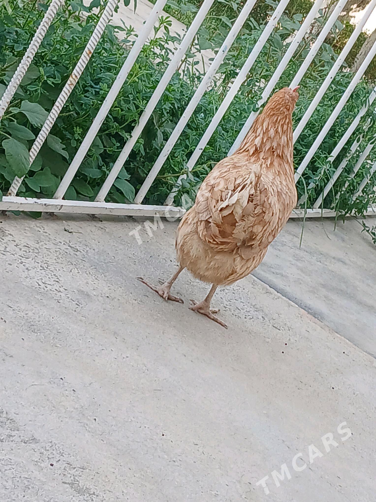 guzlayan towuklar - Бахарден - img 2