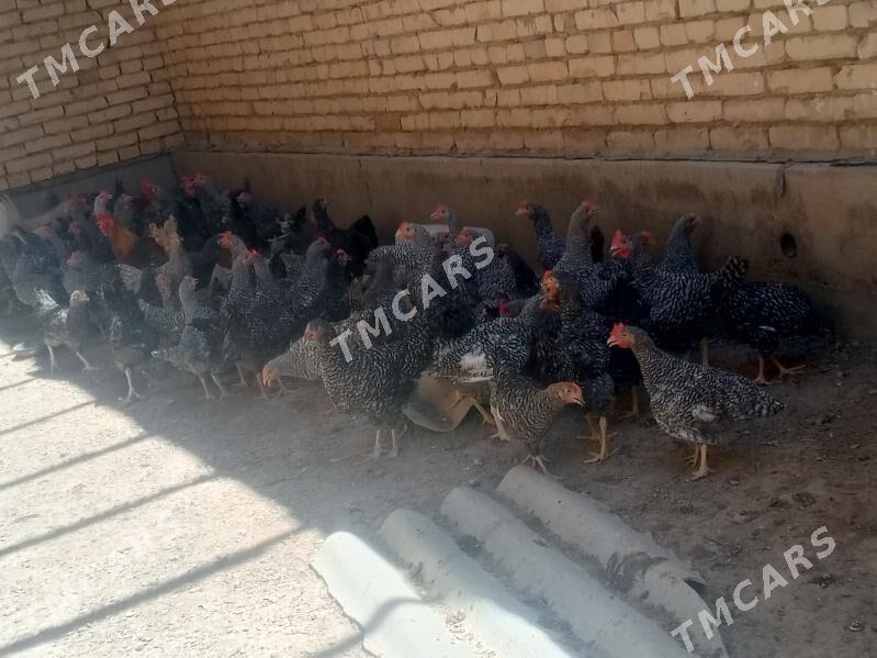 Gegant towuklar - Сакар - img 3