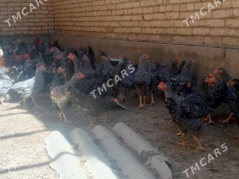 Gegant towuklar - Сакар - img 7