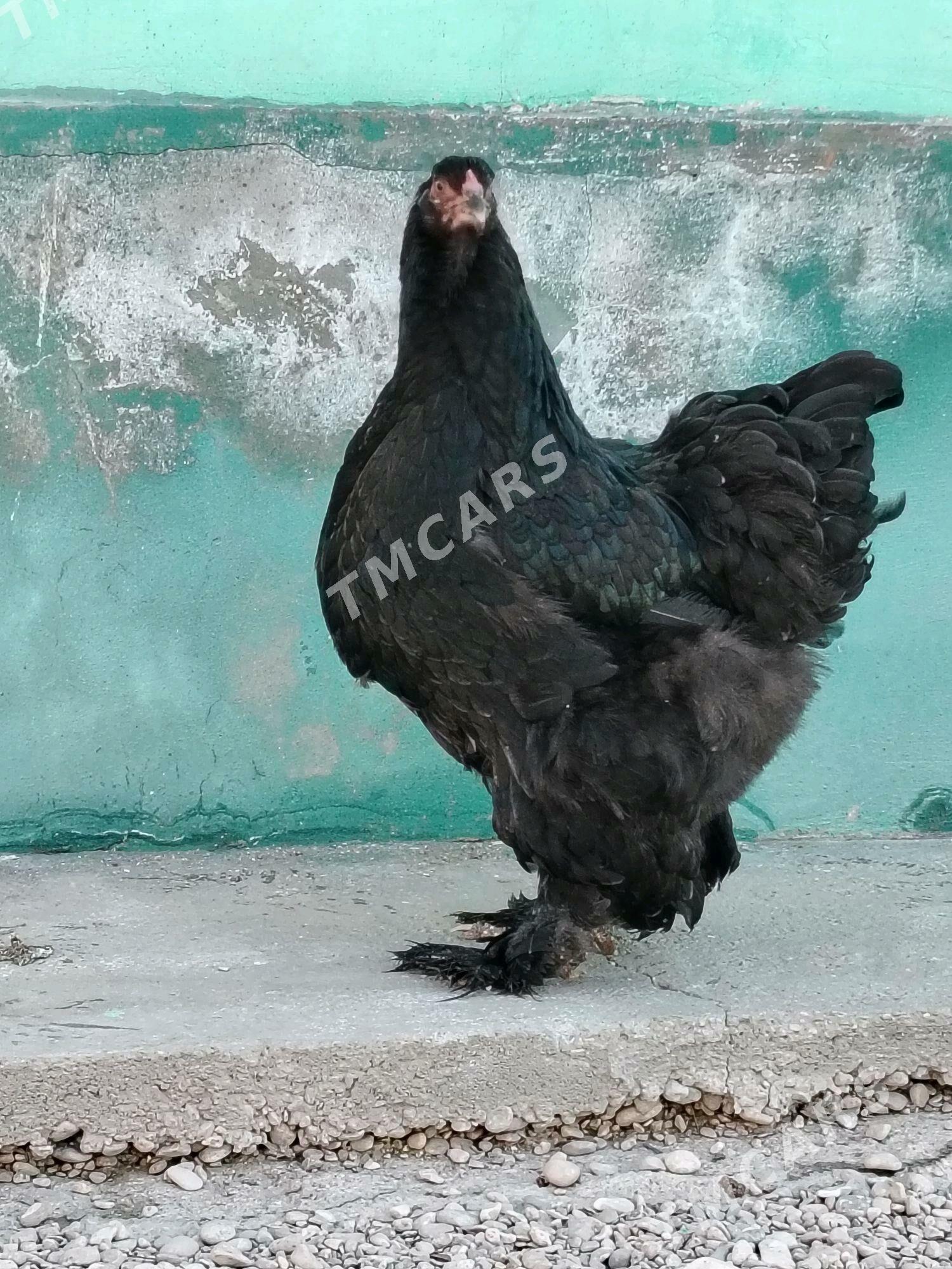Brama - Balkanabat - img 2