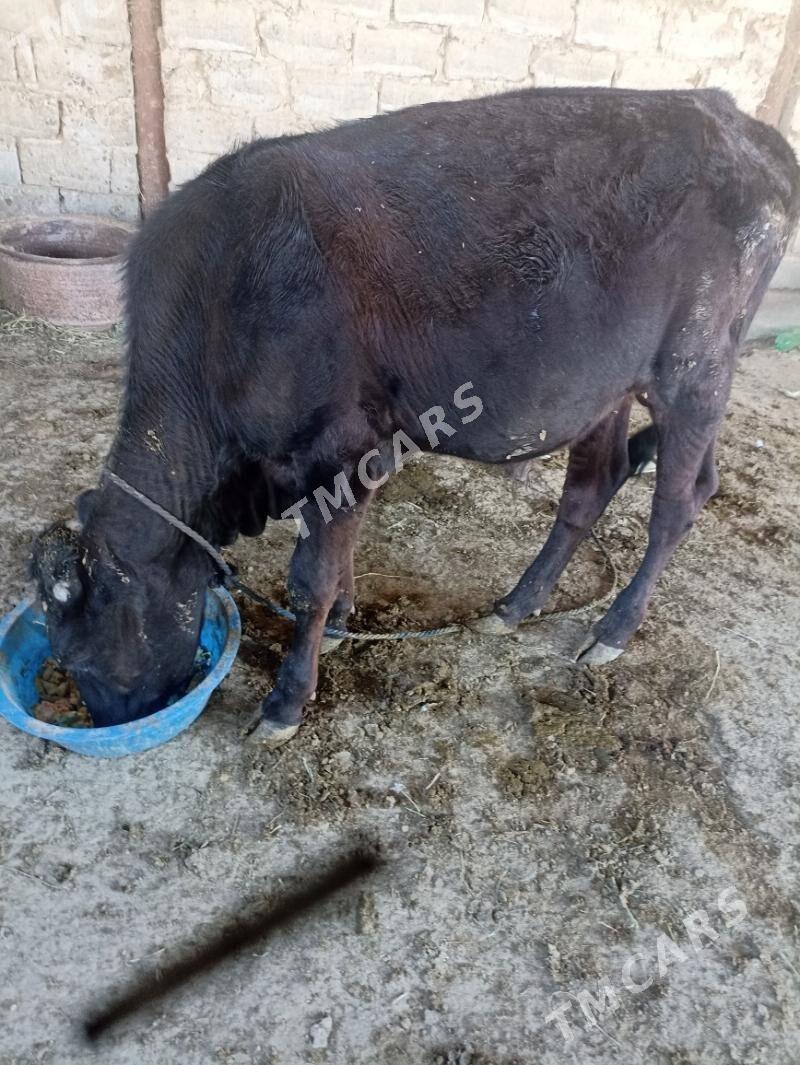 öküz - Ak bugdaý etraby - img 2