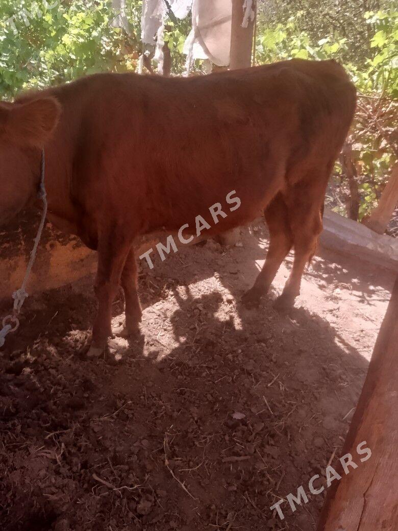 unajtn - Türkmenabat - img 2