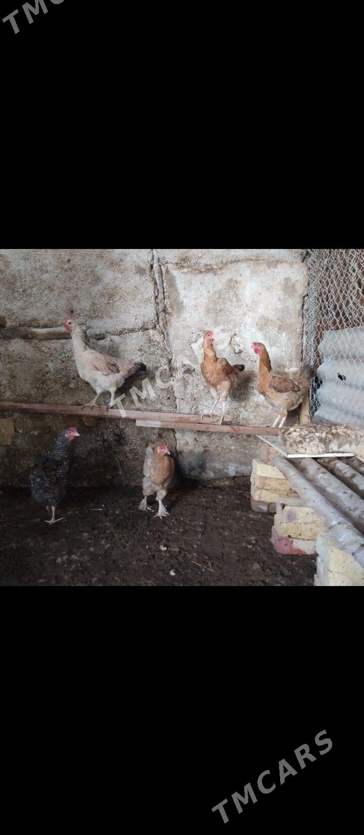 armyan tawuk - Balkanabat - img 3
