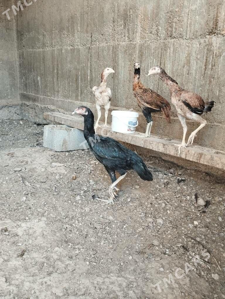 Taşkent - Ýalkym - img 3