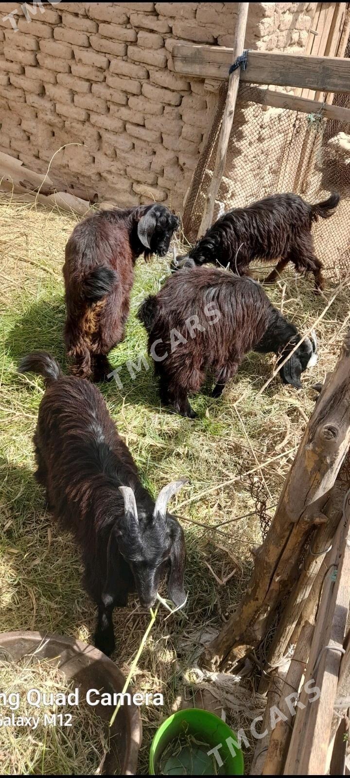GECI CEBISLER - Мары - img 2