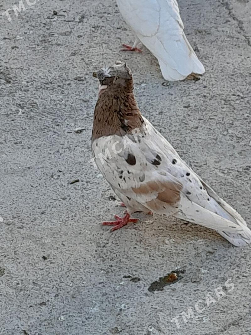 kepderi - Hitrowka - img 2