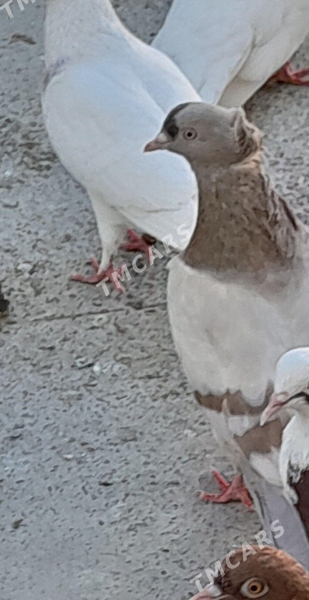 kepderi - Hitrowka - img 2