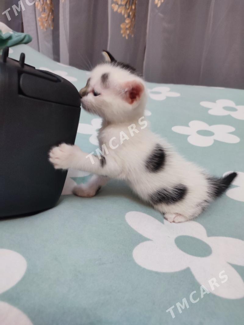 котенок - Türkmenabat - img 10