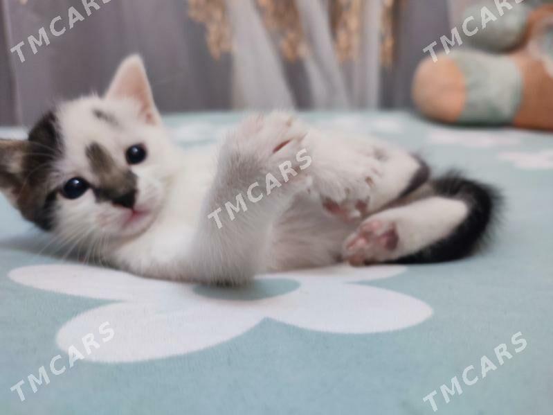 котенок - Türkmenabat - img 3