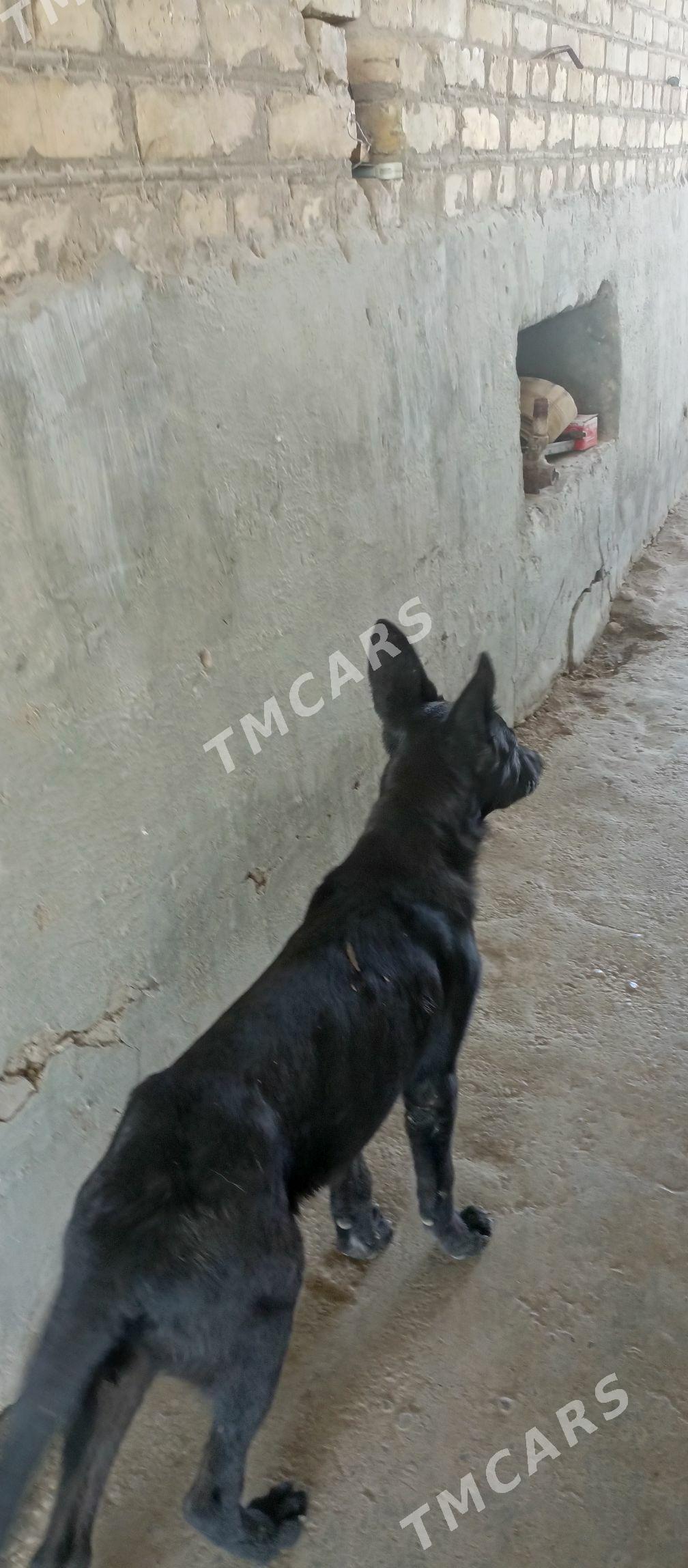 Afçarka - Çärjew - img 2