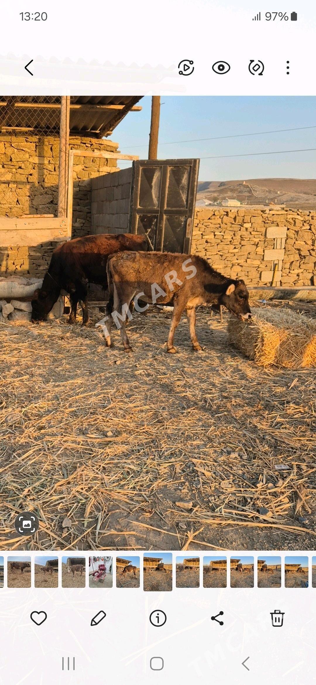 Göle - Gyzylarbat - img 2