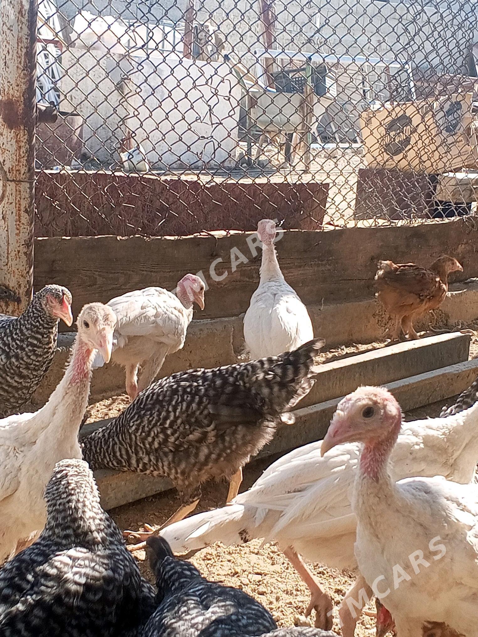 Guşlar - Gyzylarbat - img 2