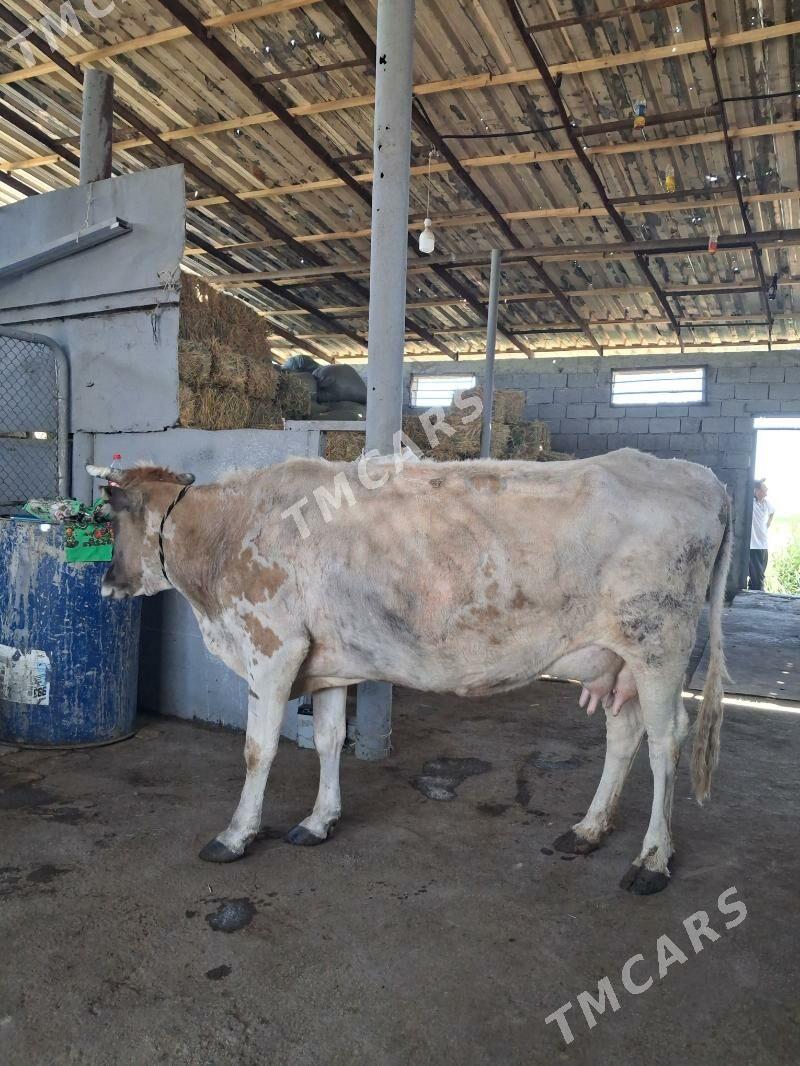 ARASSA SWET GÖLELİ SYGYR - Чоганлы - img 2