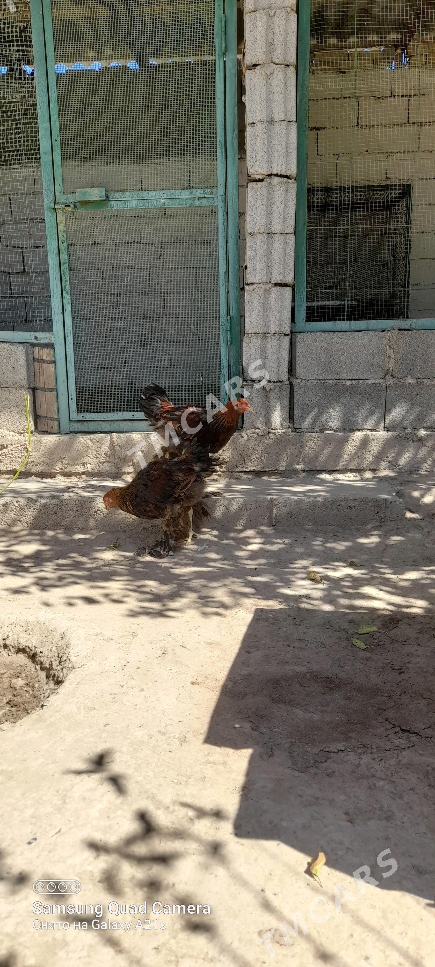 Brama - Aşgabat - img 2