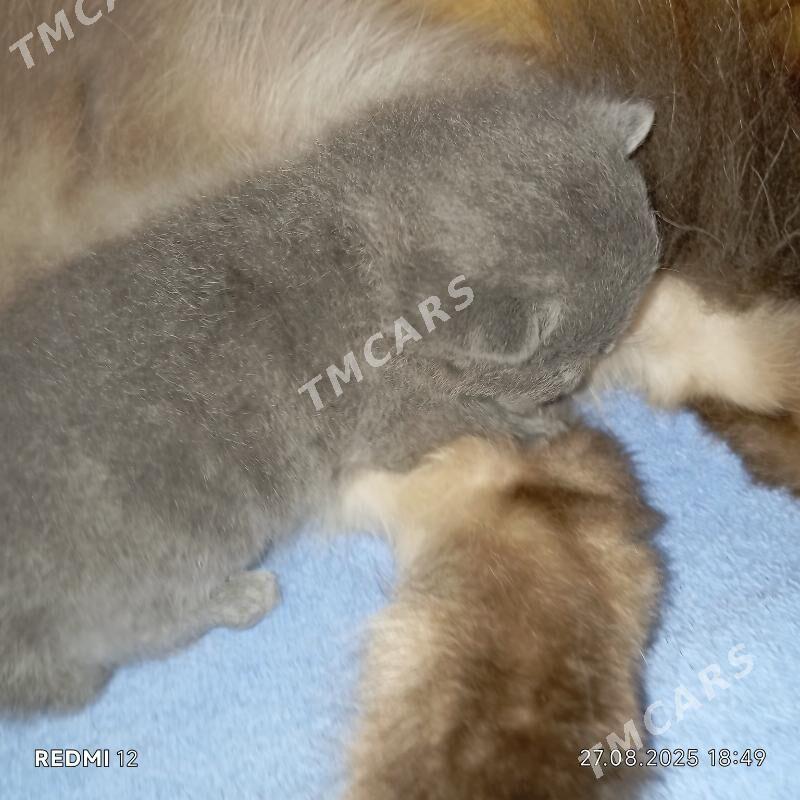 Котята - Balkanabat - img 2