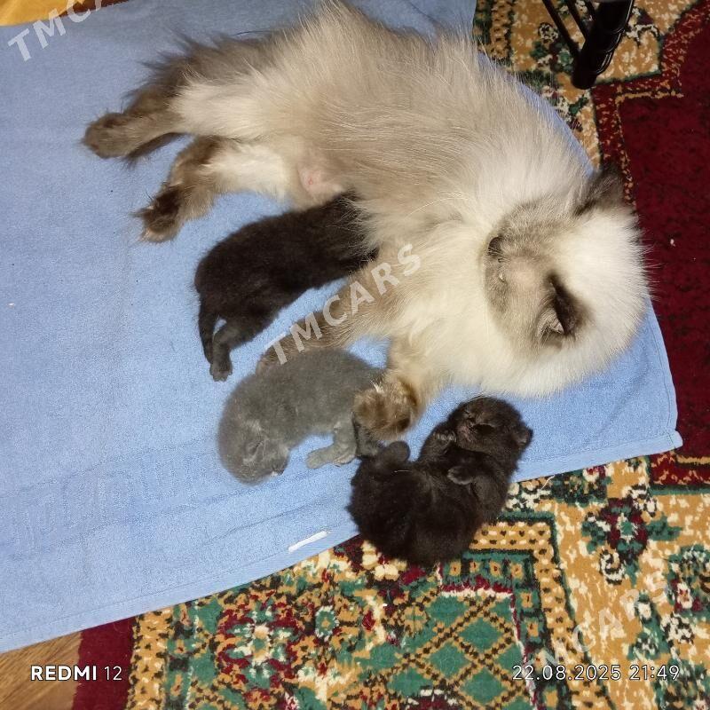 Котята - Balkanabat - img 3