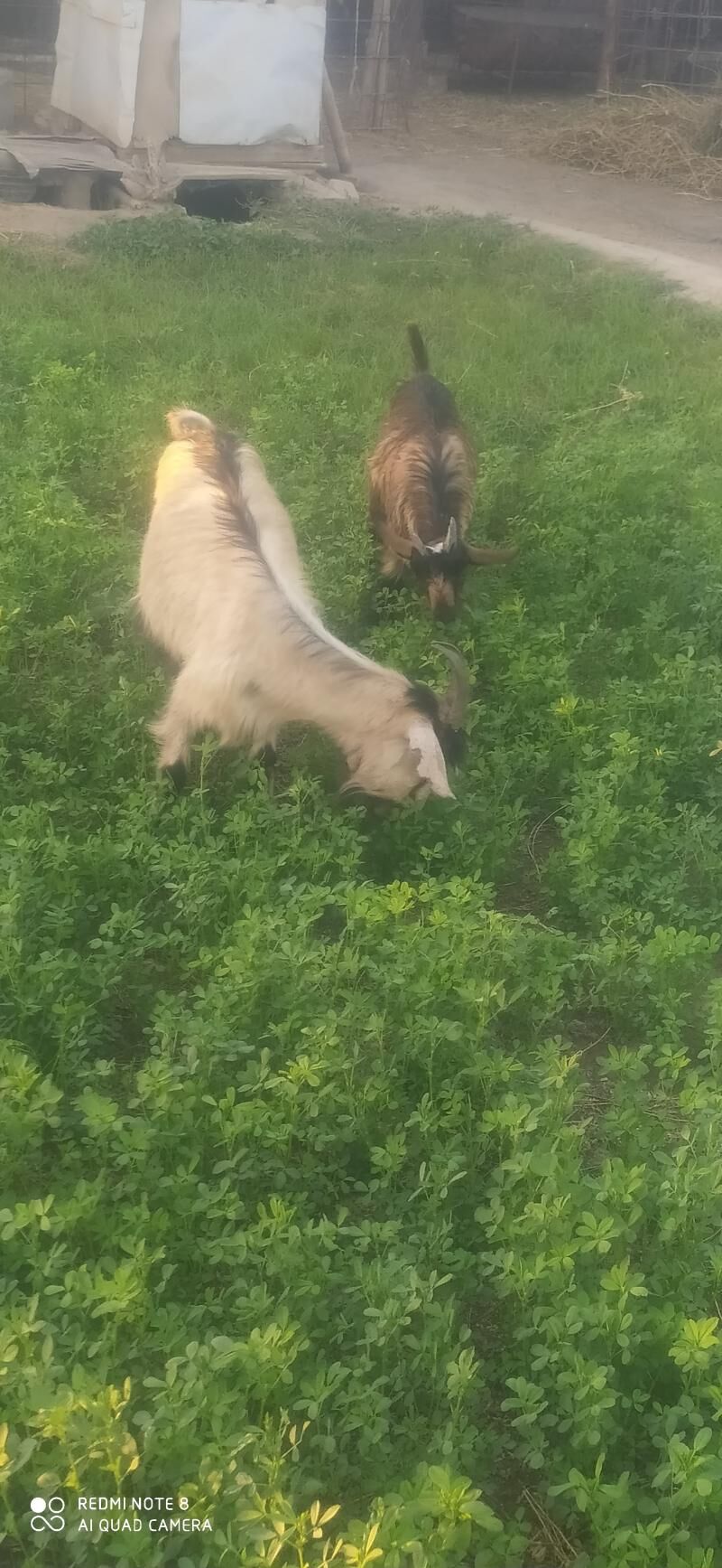 GECI - Halaç - img 2