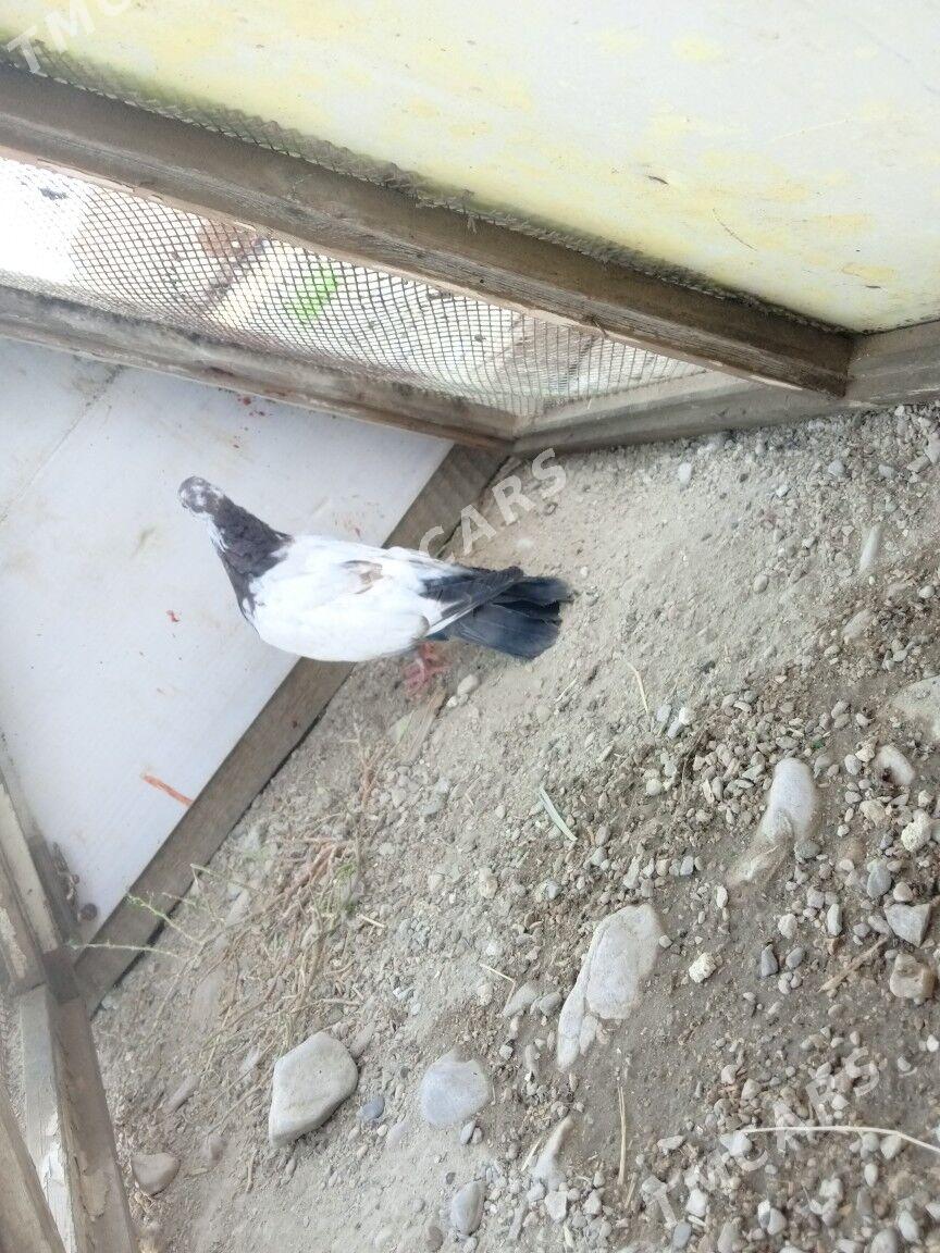 Kepderi - Balkanabat - img 2