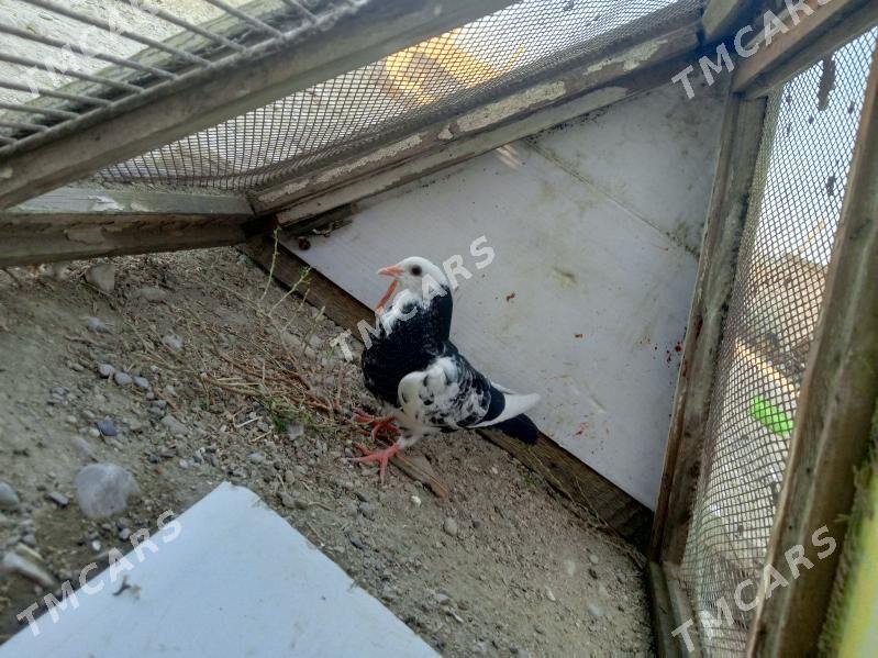 Kepderi - Balkanabat - img 3