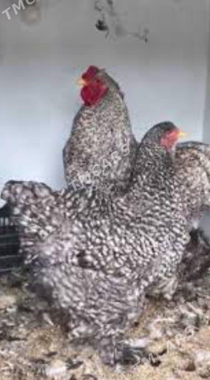 Brama,koko. - Çoganly - img 2