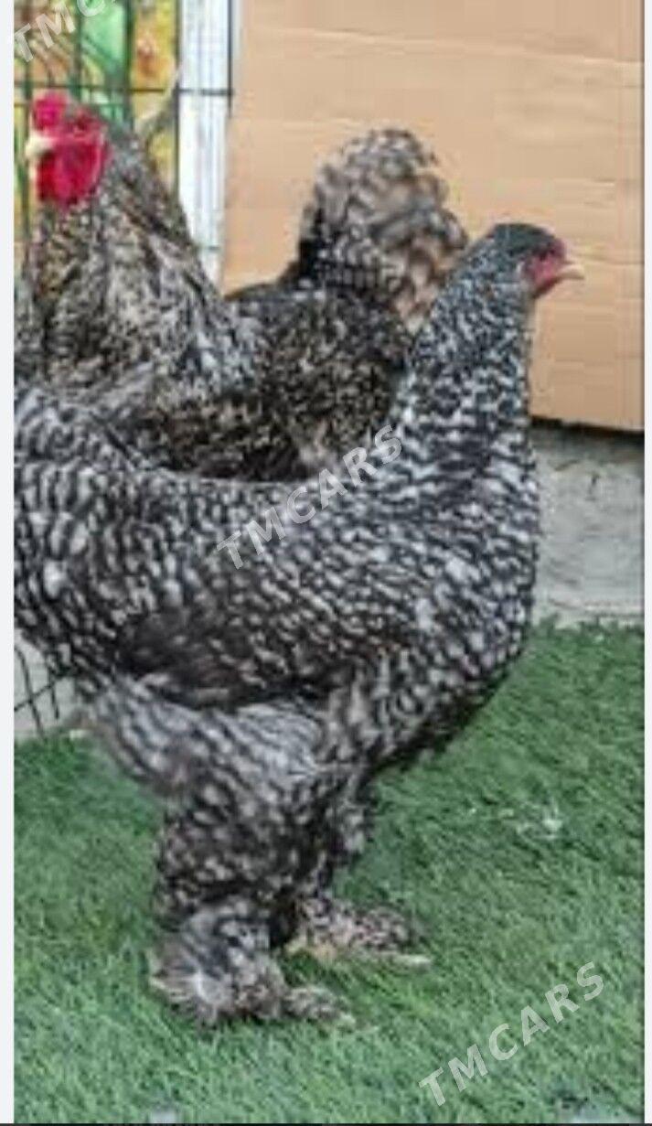 Brama,koko. - Çoganly - img 3