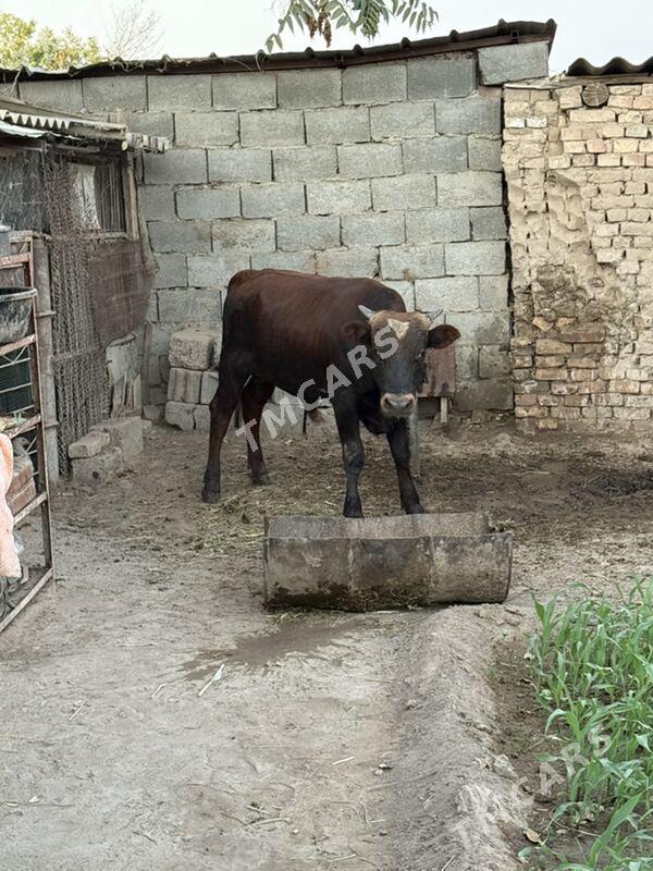Okuzce - Köşi - img 3