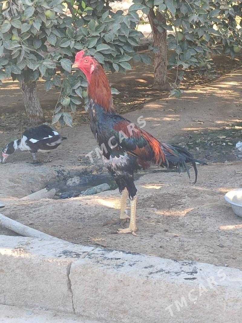 tasgent horaz - Aşgabat - img 2
