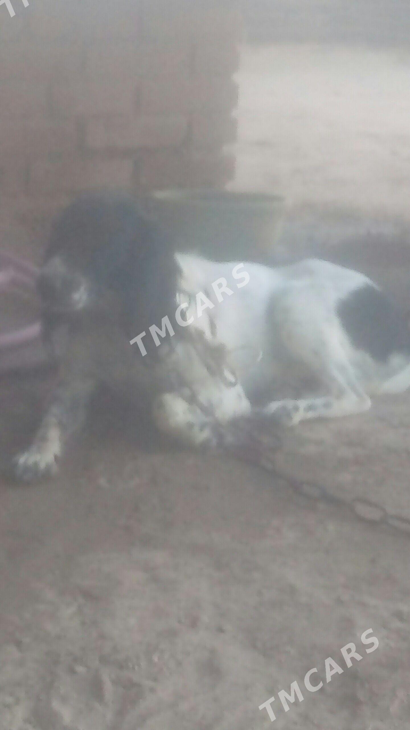 Arassa gan aw iti - Керки - img 3