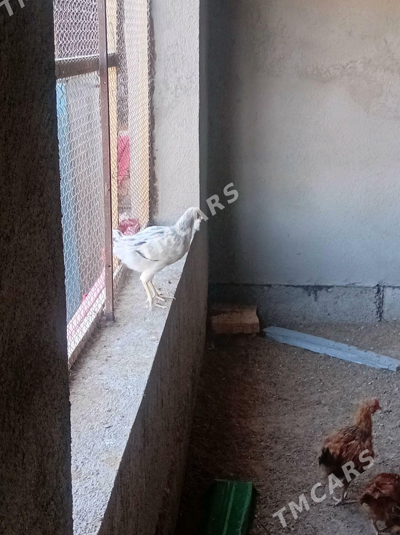 juyje 5 ay bolup gelyan - Бабадайхан - img 4