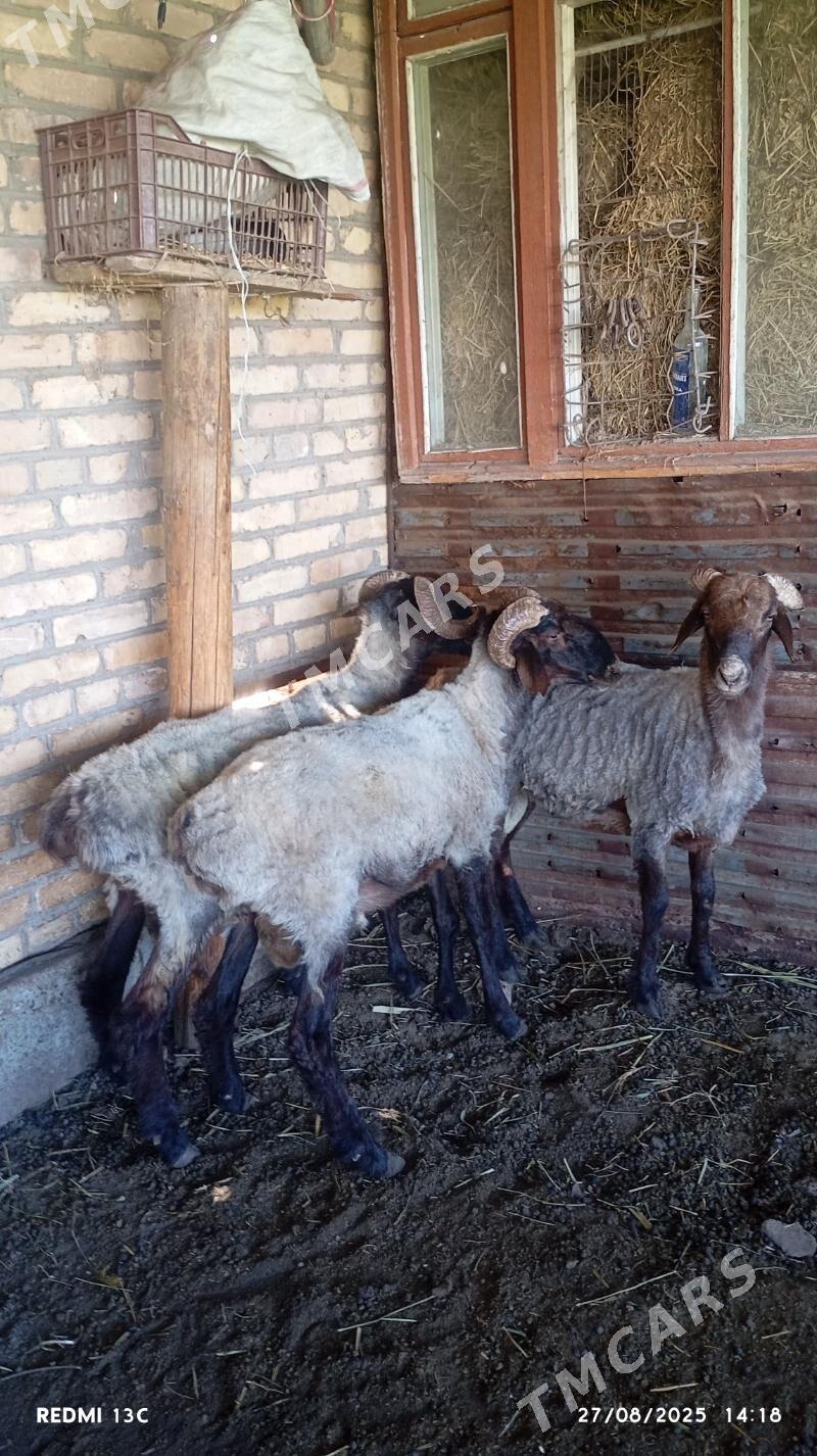 semiz goçkarlar - Çärjew - img 2