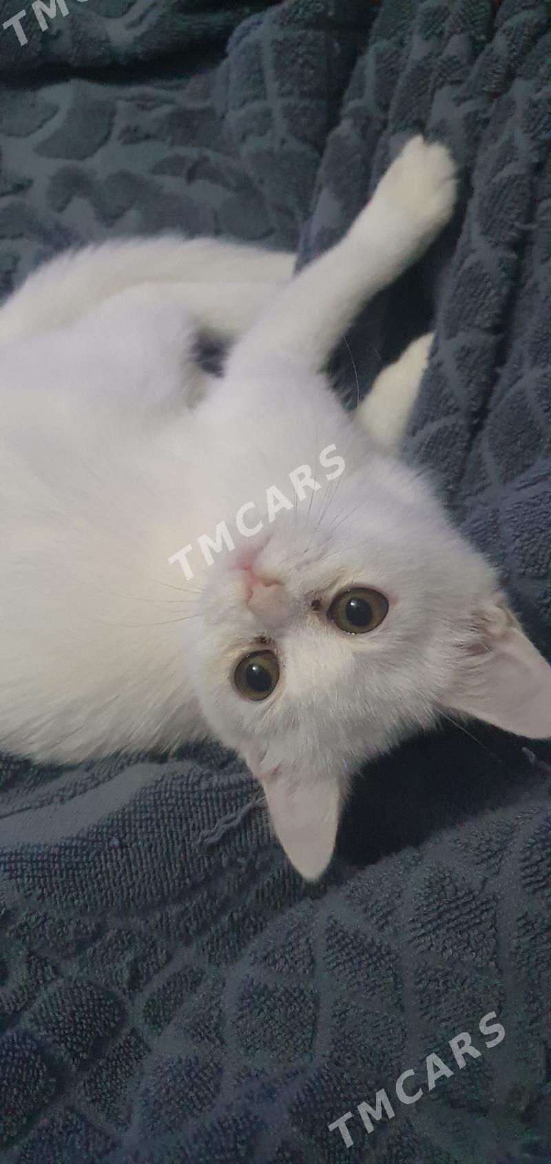 Шотландские котята - Ашхабад - img 3