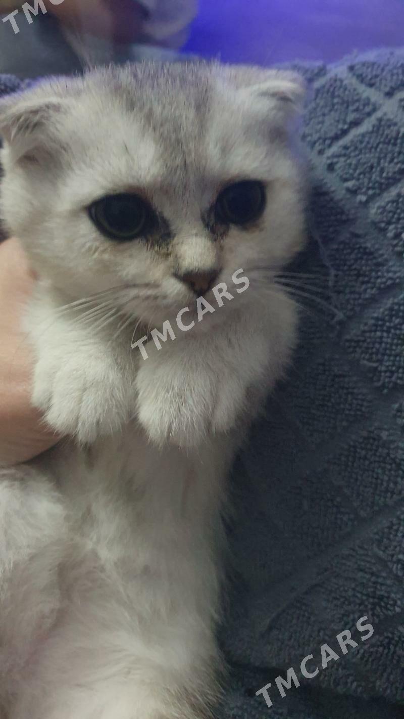 Шотландские котята - Ашхабад - img 2