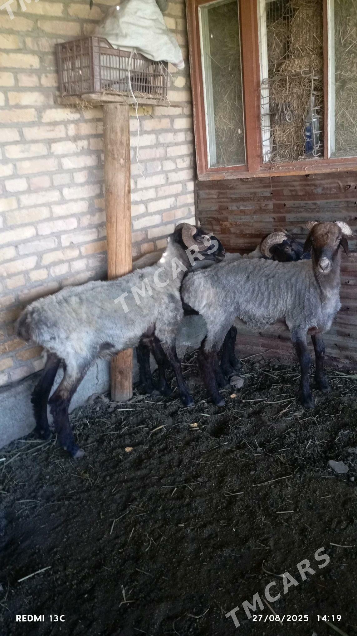 semiz goçkarlar - Çärjew - img 7