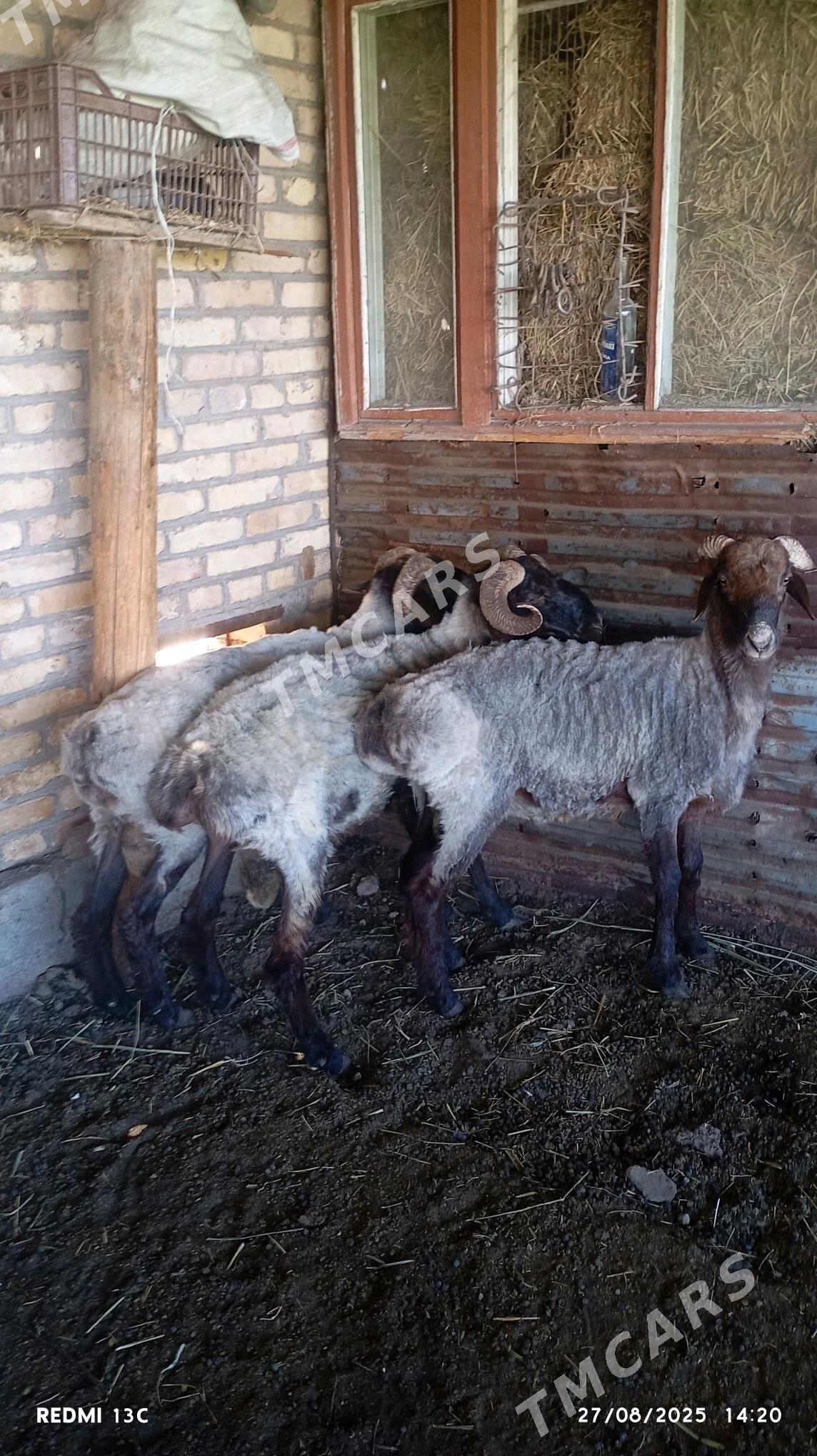 semiz goçkarlar - Çärjew - img 10