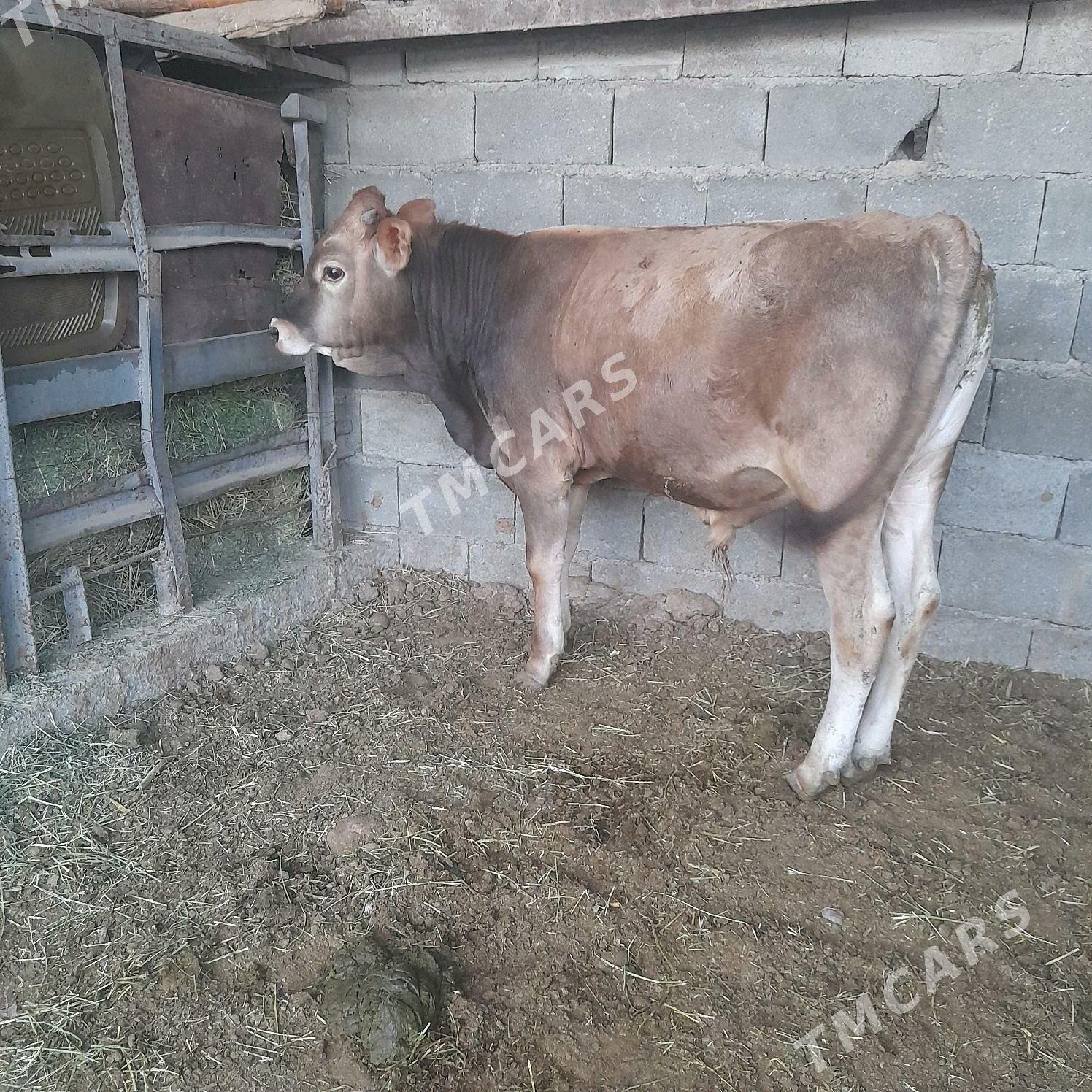 Ökuz swes tohum - Gökdepe - img 2
