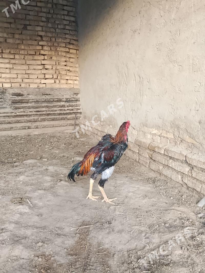 Baysy horoz - Baýramaly - img 2