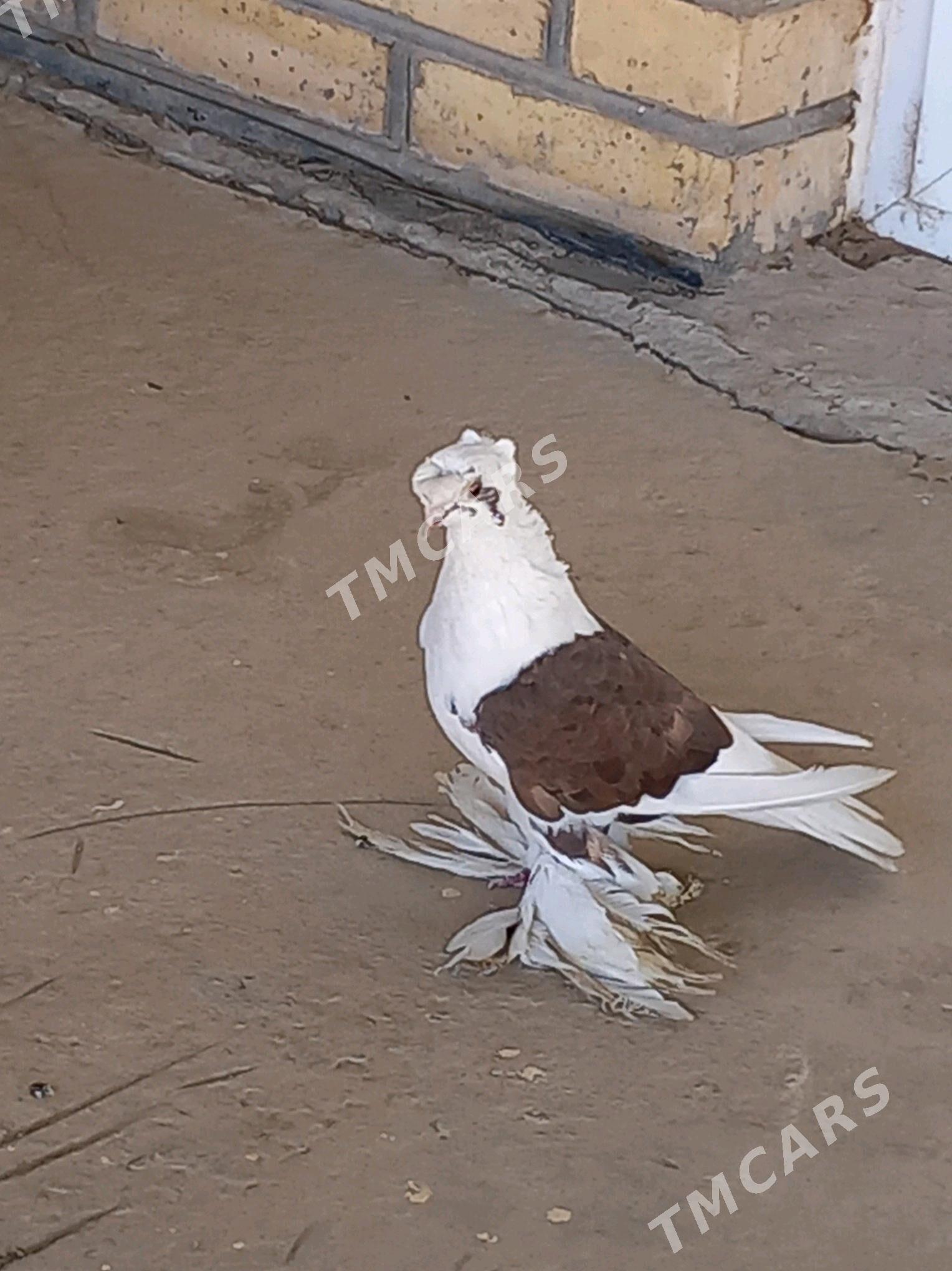 kepderi - Wekilbazar - img 2