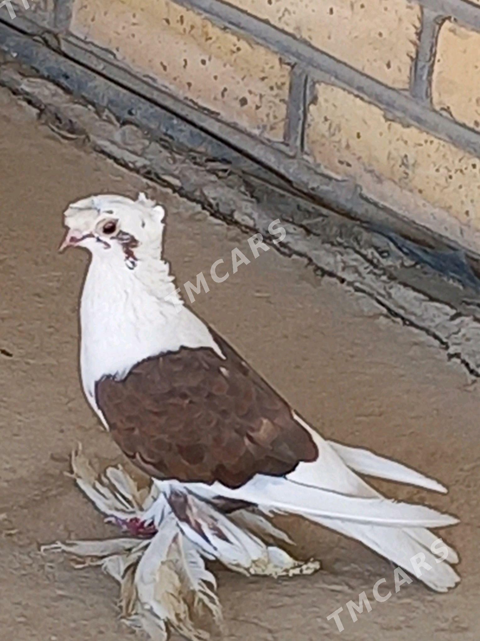 kepderi - Wekilbazar - img 3