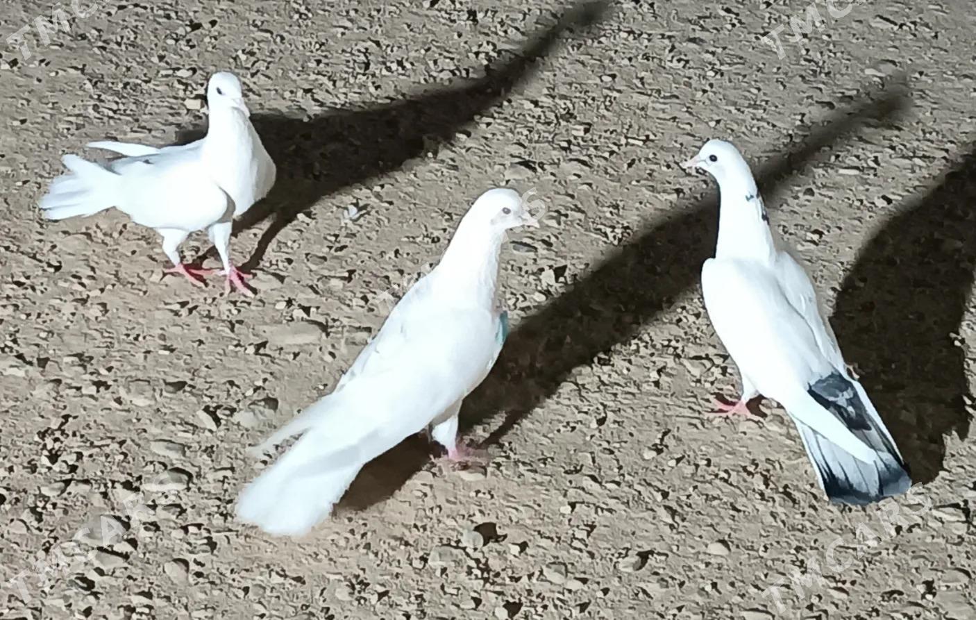 kepderi - Balkanabat - img 2