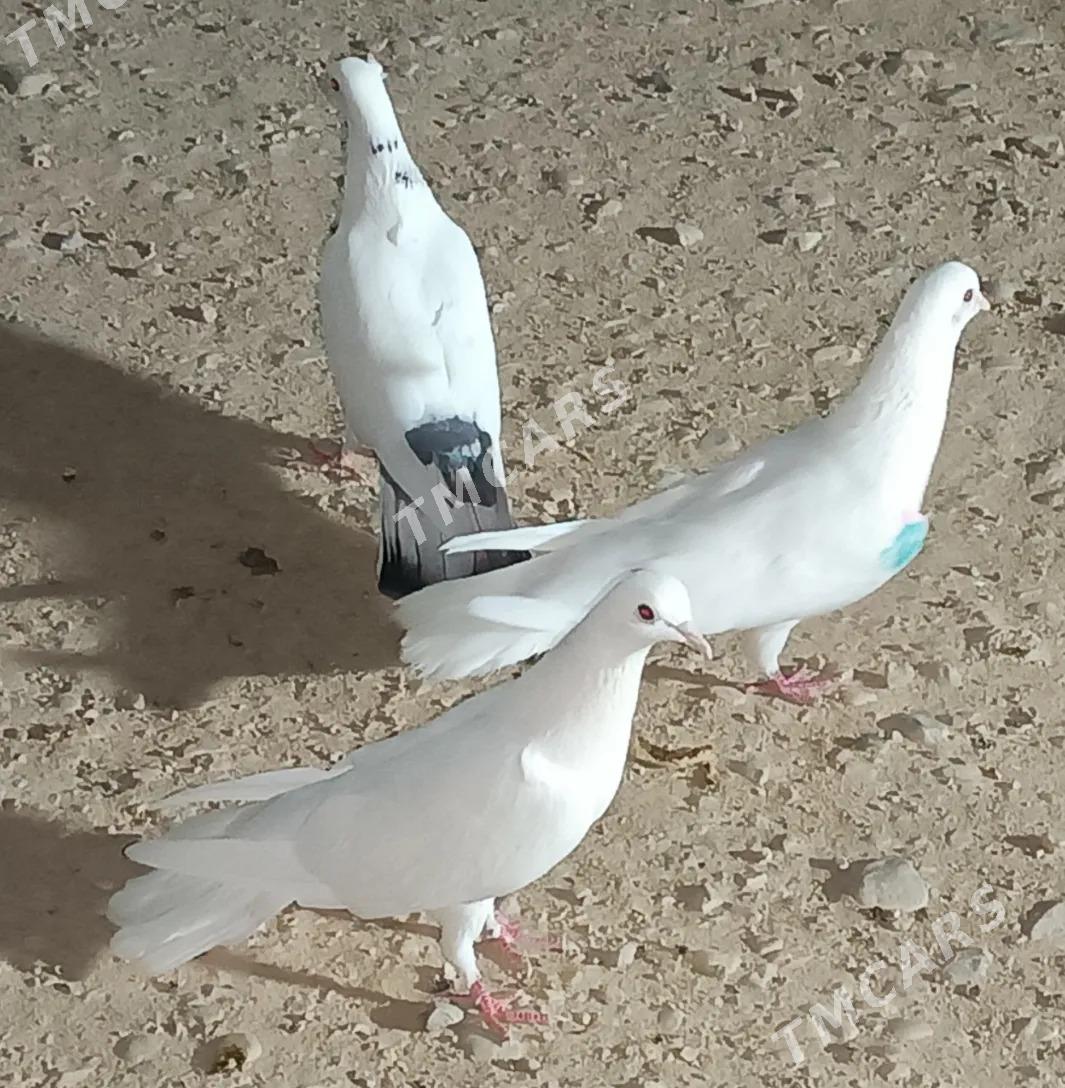 kepderi - Balkanabat - img 3