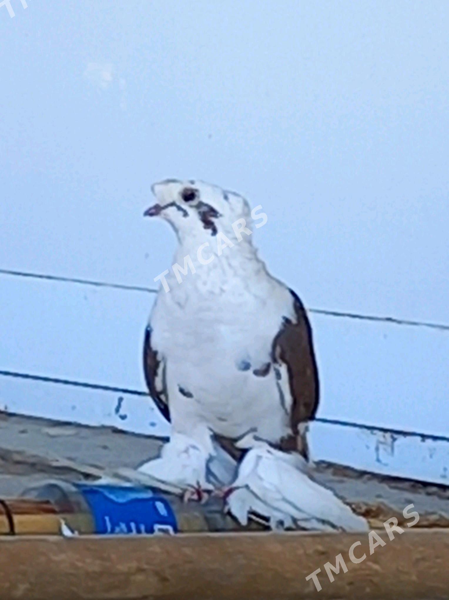 kepderi - Wekilbazar - img 5