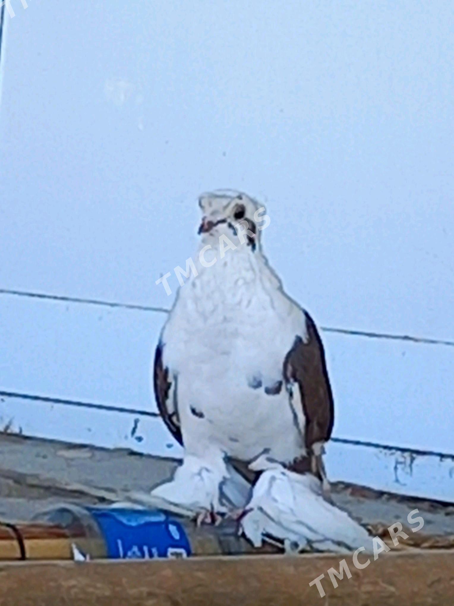 kepderi - Wekilbazar - img 6