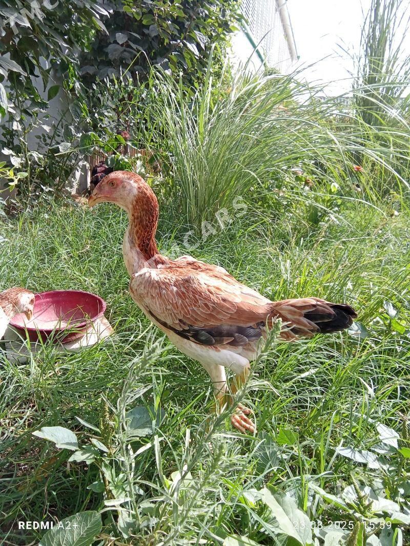 taşkent mäki - Gökje - img 2