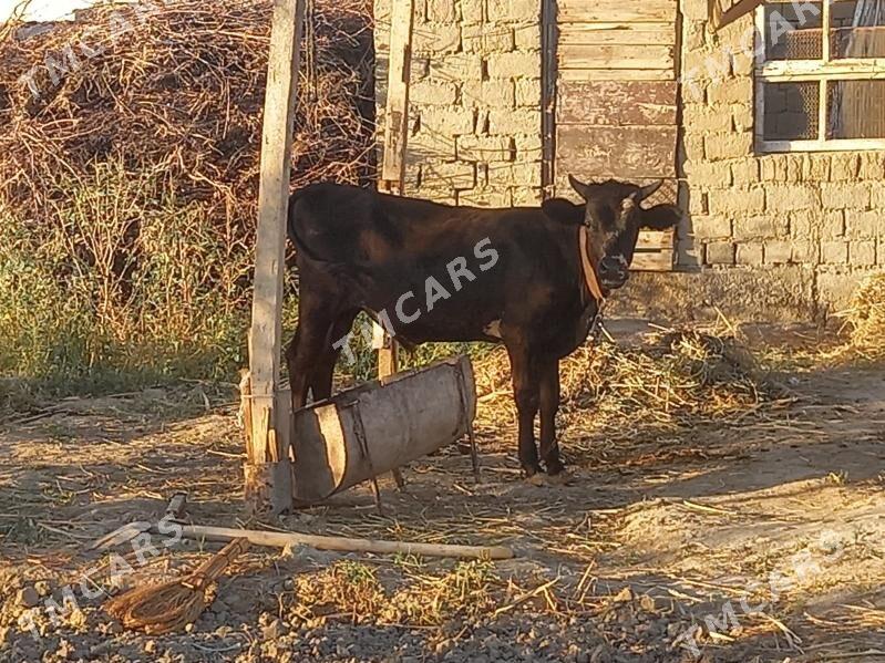 öküz - Бахарден - img 3
