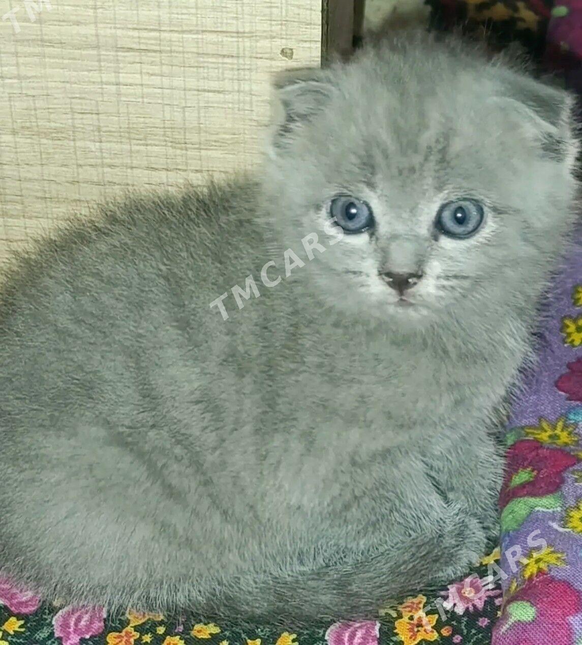 чистокровные котята - Туркменабат - img 4