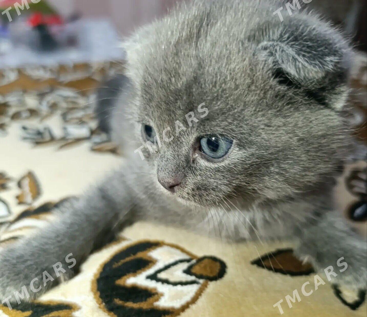 чистокровные котята - Туркменабат - img 5