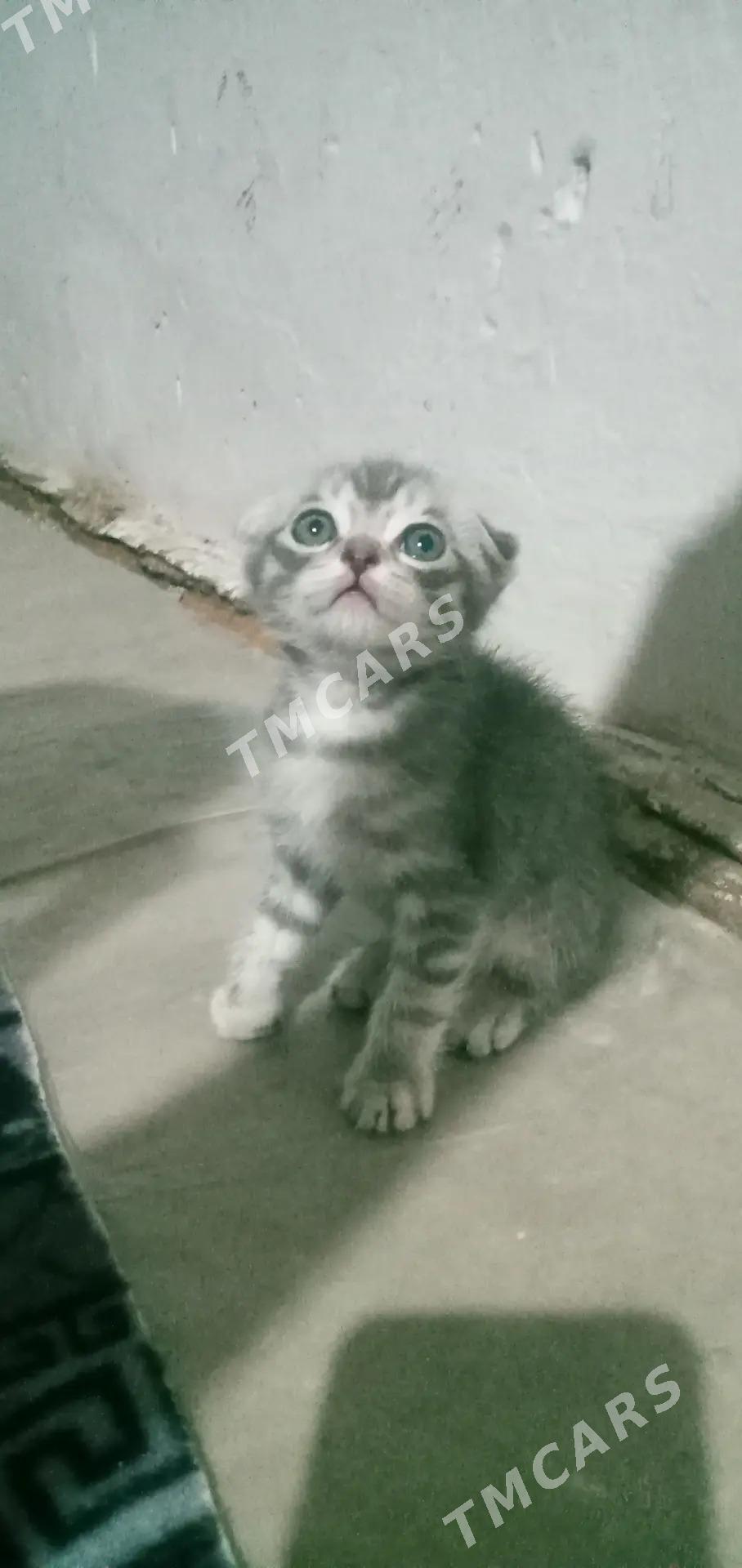 Orginal Şotland pişik! - Дашогуз - img 3