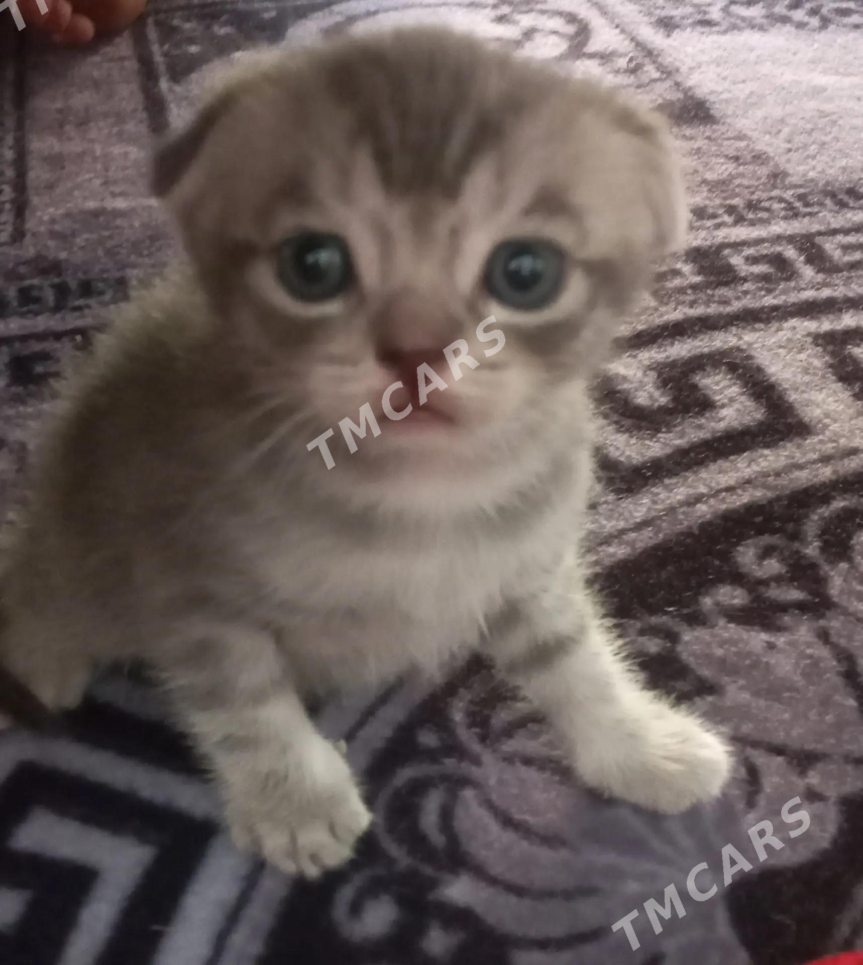 Orginal Şotland pişik! - Дашогуз - img 2